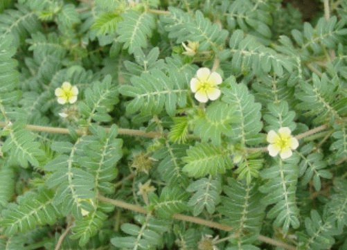 Tribulus Terrestris